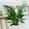 Spathiphyllum Bingo Cupido ('Spapril') (PBR) | 17cm Pot -Plants outlet store HP30000453 2911