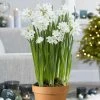 Paperwhites And Terracotta Pot | 16cm Pot -Plants outlet store HP30000467 238e