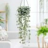 Ceropegia Linearis Subsp. Woodii | 14cm Hanging Pot -Plants outlet store HP30000484 fae7