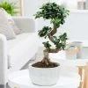 Ficus Microcarpa Ginseng | 24cm Pot -Plants outlet store HP30000485 b6a2