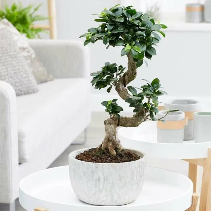 Ficus Microcarpa Ginseng | 24cm Pot 3 Ficus Microcarpa Ginseng | 24cm Pot