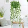 Senecio Herreianus Dinter | 14cm Hanging Pot -Plants outlet store HP30000504 1c53