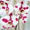 Phalaenopsis Elegant Polka Dots | 12cm Pot -Plants outlet store HP30000513 c476