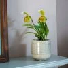 Paphiopedilum Florida | 12cm Pot -Plants outlet store HP30000619 cf27