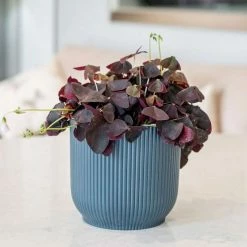 Oxalis Triangularis | 12cm Pot
