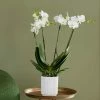 Phalaenopsis Theatro With Pot Cover | 12cm Pot 1 Phalaenopsis Theatro With Pot Cover | 12cm Pot -Plants outlet store HP30000714 bf63