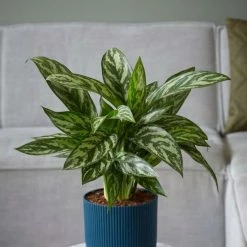 Aglaonema Tigress | 17cm Pot