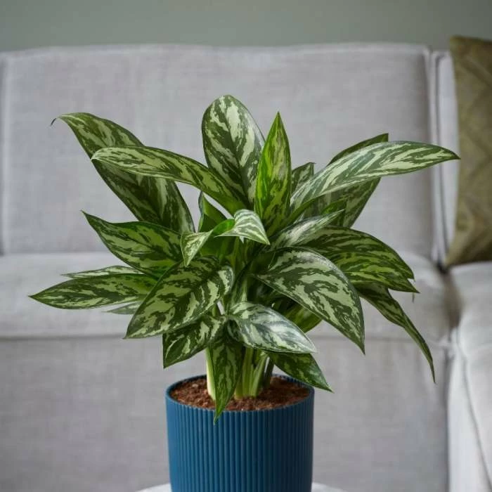 Aglaonema Tigress | 17cm Pot 3 Aglaonema Tigress | 17cm Pot