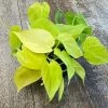 Philodendron Scandens Lime | 12cm Pot -Plants outlet store HP30000785 33fd