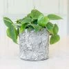 Philodendron Scandens | 12cm Pot -Plants outlet store HP30000848 2f3c