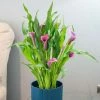 Zantedeschia Paco Purple | 14cm Pot -Plants outlet store HP30000867 60b2