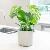 Monstera Deliciosa Tauerii | 17cm Pot -Plants outlet store HP30000924 3446