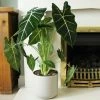 Alocasia Frydek | 17cm Pot 2 Alocasia Frydek | 17cm Pot -Plants outlet store HP30001008 d245