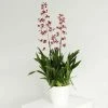 Oncidium Cherry Baby | 17cm Pot -Plants outlet store HP30001113 abcb