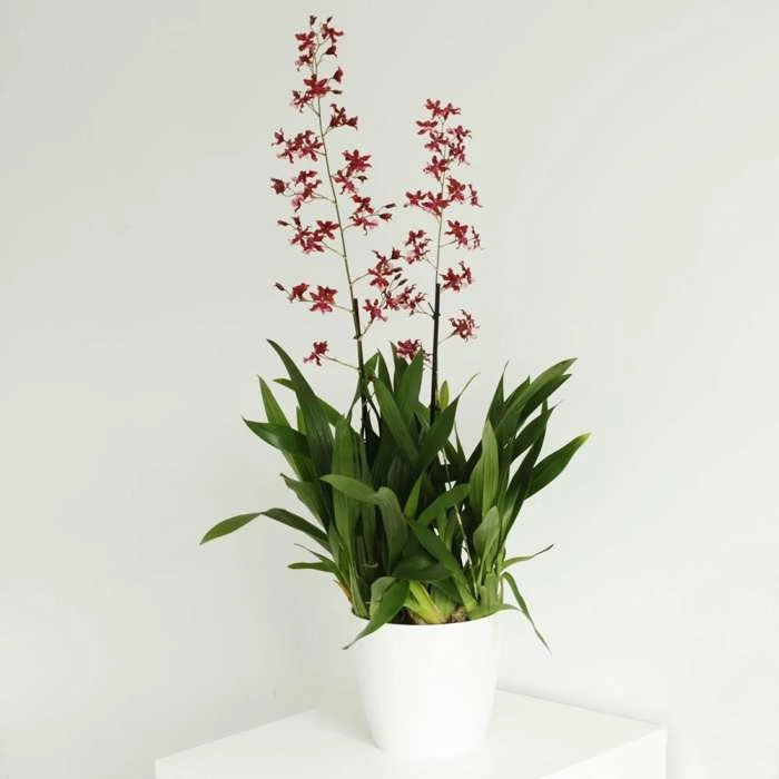 Oncidium Cherry Baby | 17cm Pot 3 Oncidium Cherry Baby | 17cm Pot