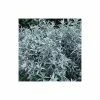 Artemisia Ludoviciana Silver Queen | 2L Pot -Plants outlet store PL00000396 0eea