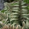 Athyrium Niponicum Var. Pictum | 2L Pot 1 Athyrium Niponicum Var. Pictum | 2L Pot -Plants outlet store PL00000518 f2c0