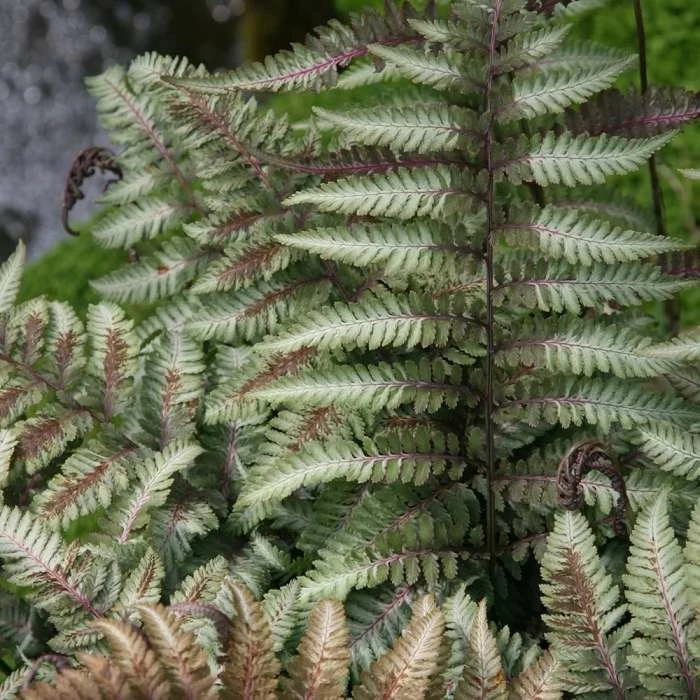 Athyrium Niponicum Var. Pictum | 2L Pot 3 Athyrium Niponicum Var. Pictum | 2L Pot