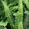 Blechnum Spicant | 2L Pot -Plants outlet store PL00000829 4929