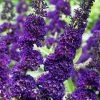 Buddleja Davidii Black Knight | 2L Pot -Plants outlet store PL00000874 d8ed