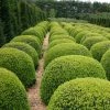 Buxus Sempervirens | 10 Lt Ball 2 Buxus Sempervirens | 10 Lt Ball -Plants outlet store PL00000929 bde2