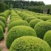 Buxus Sempervirens | 5 Lt Ball -Plants outlet store PL00000932 6410