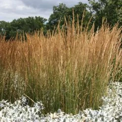 Calamagrostis × Acutiflora Karl Foerster | 2L Pot