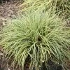 Carex Oshimensis Evergold | 2L Pot -Plants outlet store PL00001212 afec