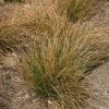 Carex Testacea | 2L Pot 1 Carex Testacea | 2L Pot -Plants outlet store PL00001227 0459