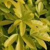 Choisya Ternata Sundance ('Lich') | 2L Pot -Plants outlet store PL00001471 1b02