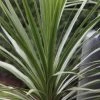 Cordyline Australis | 2L Pot -Plants outlet store PL00001698 3c8f