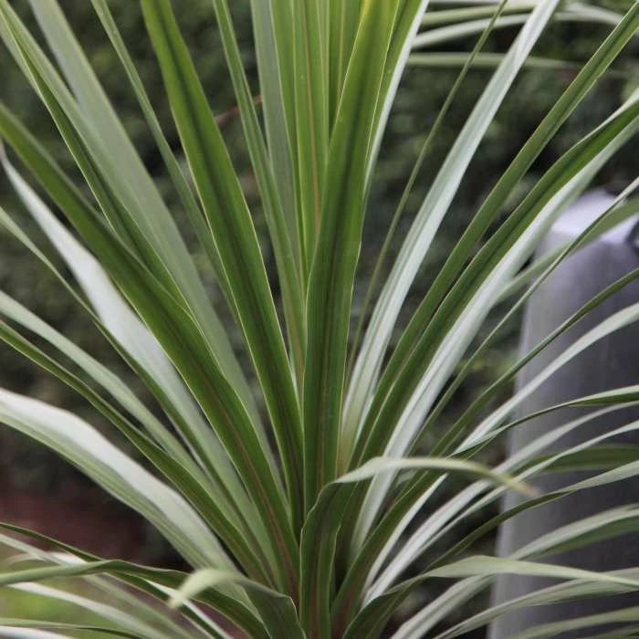 Cordyline Australis | 2L Pot 3 Cordyline Australis | 2L Pot