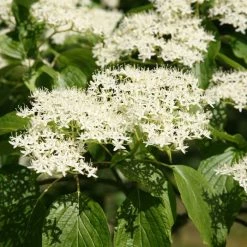 Cornus Controversa | 5L Pot