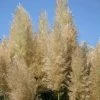 Cortaderia Selloana Pumila | 2L Pot 1 Cortaderia Selloana Pumila | 2L Pot -Plants outlet store PL00001816 b701