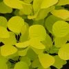 Cotinus Coggygria Golden Spirit ('Ancot') (PBR) | 3 Litre Pot -Plants outlet store PL00001866 a9bb