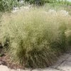 Deschampsia Cespitosa | 2L Pot 1 Deschampsia Cespitosa | 2L Pot -Plants outlet store PL00002146 41d5