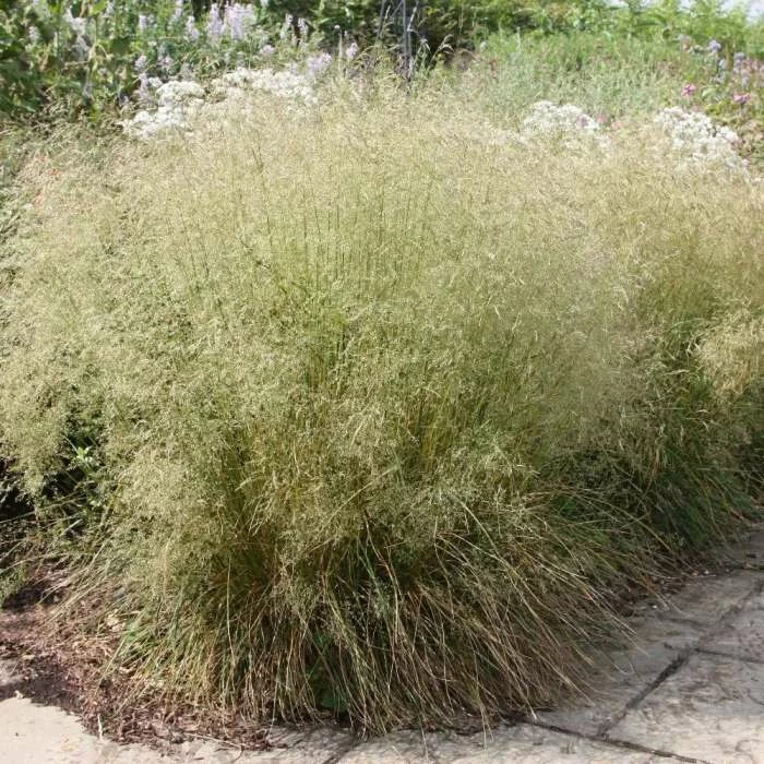 Deschampsia Cespitosa | 2L Pot 3 Deschampsia Cespitosa | 2L Pot
