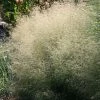 Deschampsia Cespitosa Goldtau | 2L Pot 2 Deschampsia Cespitosa Goldtau | 2L Pot -Plants outlet store PL00002148 78c4