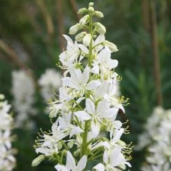 Dictamnus Albus | 1 Litre Pot