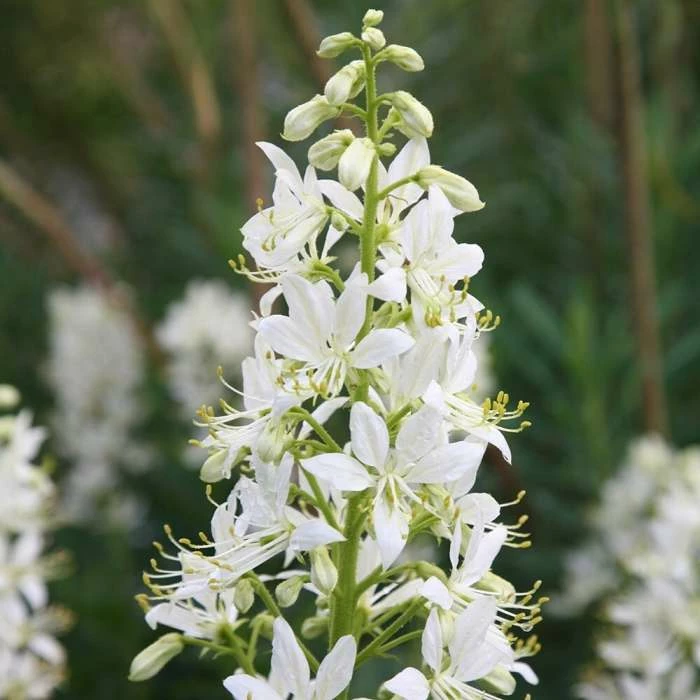 Dictamnus Albus | 1 Litre Pot 3 Dictamnus Albus | 1 Litre Pot