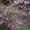 Dierama Pulcherrimum | 1 Litre Pot 2 Dierama Pulcherrimum | 1 Litre Pot -Plants outlet store PL00002240 6bfa