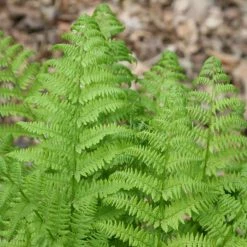 Dryopteris Affinis Cristata | 2L Pot