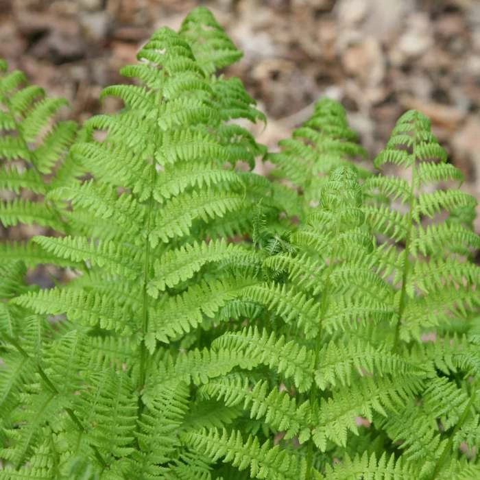 Dryopteris Affinis Cristata | 2L Pot 3 Dryopteris Affinis Cristata | 2L Pot