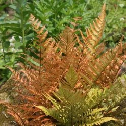 Dryopteris Erythrosora | 2L Pot