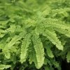 Adiantum Aleuticum | 2 Litre Pot -Plants outlet store PL00002300 c7bc