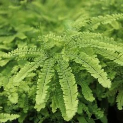 Adiantum Aleuticum | 2 Litre Pot