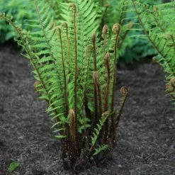 Dryopteris Wallichiana | 2L Pot