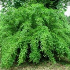 Fargesia Murielae | 5 Litre Pot