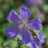Geranium Himalayense Gravetye | 2 Litre Pot -Plants outlet store PL00002797 6b81