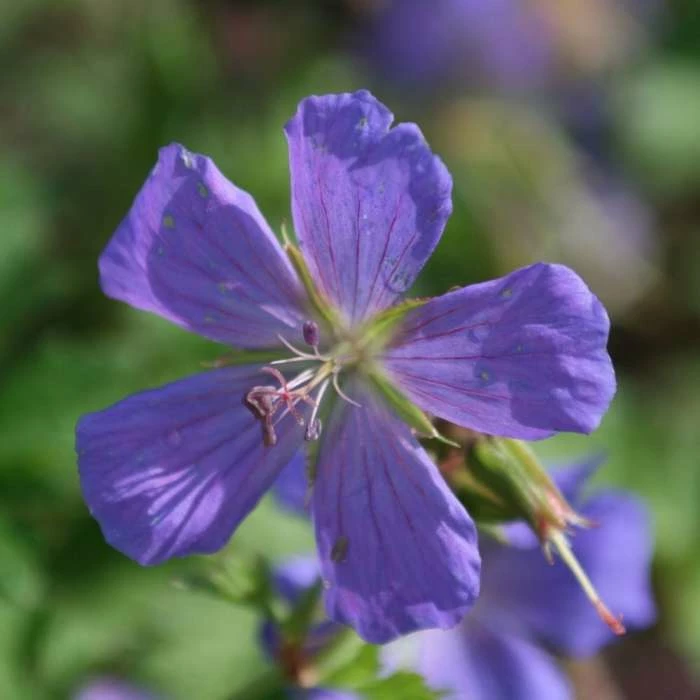 Geranium Himalayense Gravetye | 2 Litre Pot 3 Geranium Himalayense Gravetye | 2 Litre Pot